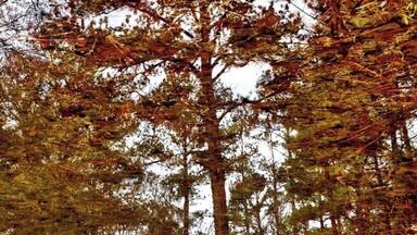 Reflections, of a tree, in a puddle. Flip it upside down and you’ll see the puddle. 🥰😍