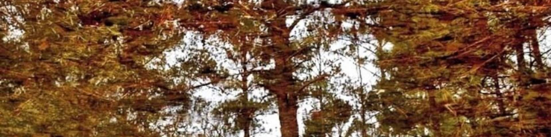 Reflections, of a tree, in a puddle. Flip it upside down and you’ll see the puddle. 🥰😍