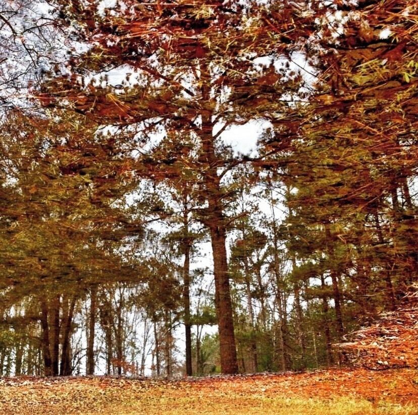 A forest with tall trees and a ground covered with fallen leaves.