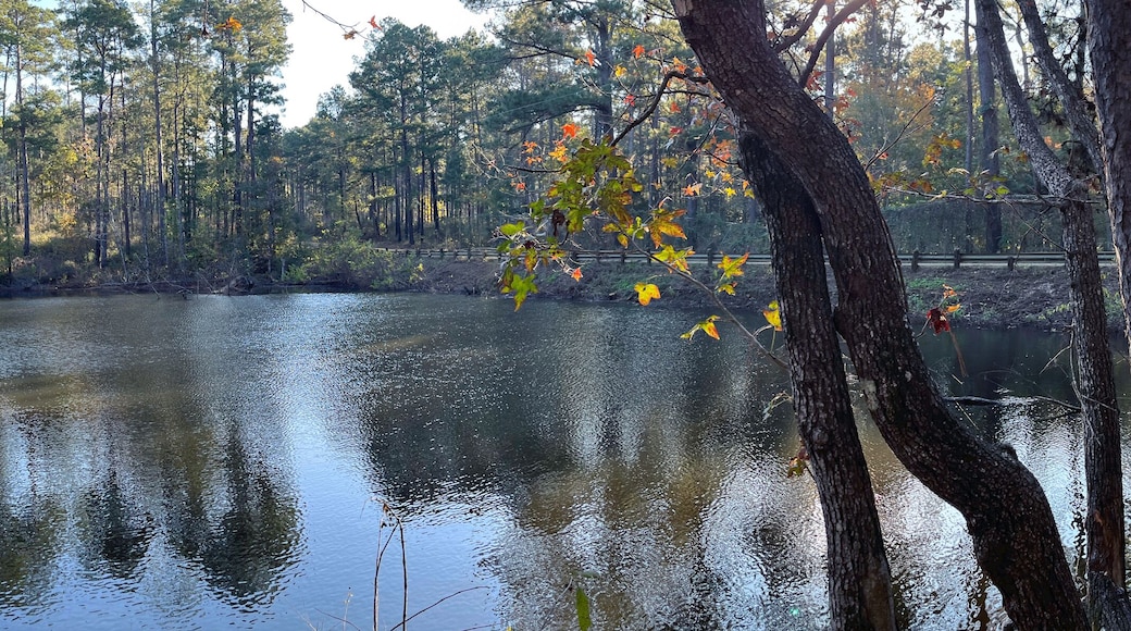 Pond in the morning in Sabine National Forest, Texas
