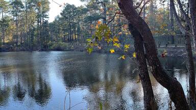 Pond in the morning in Sabine National Forest, Texas