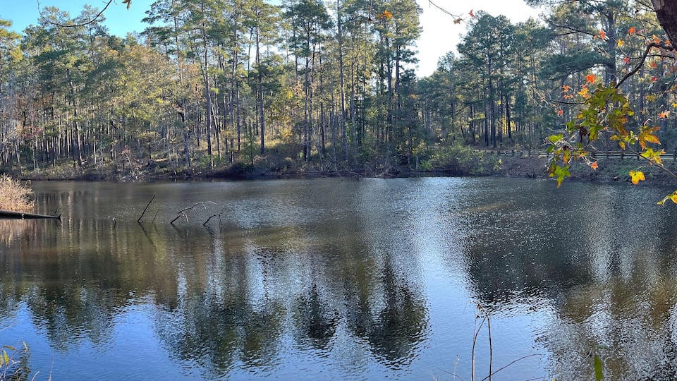 Pond in the morning in Sabine National Forest, Texas