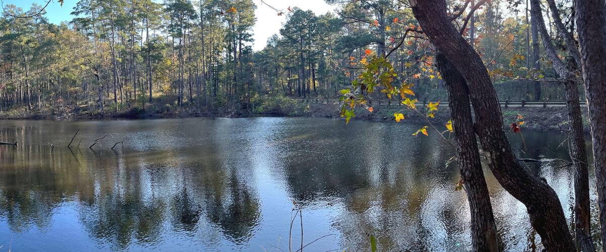 A calm lake surrounded by dense forest with tall trees and some fallen branches.