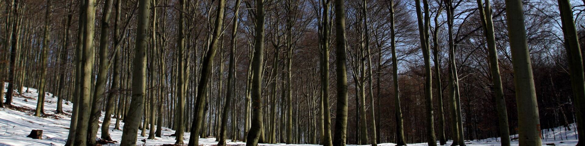 A forest with tall, leafless trees and a snow-covered ground.