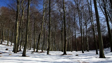 National nature reserve Jezerka near Horní Jiřetín in Most District, Czech Republic