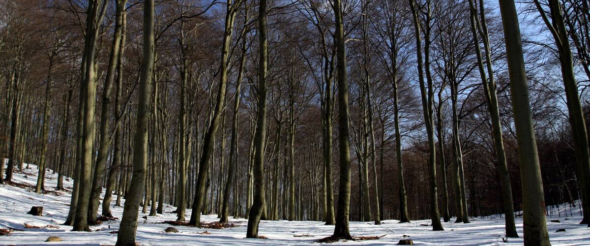 A forest with tall, leafless trees and a snow-covered ground.