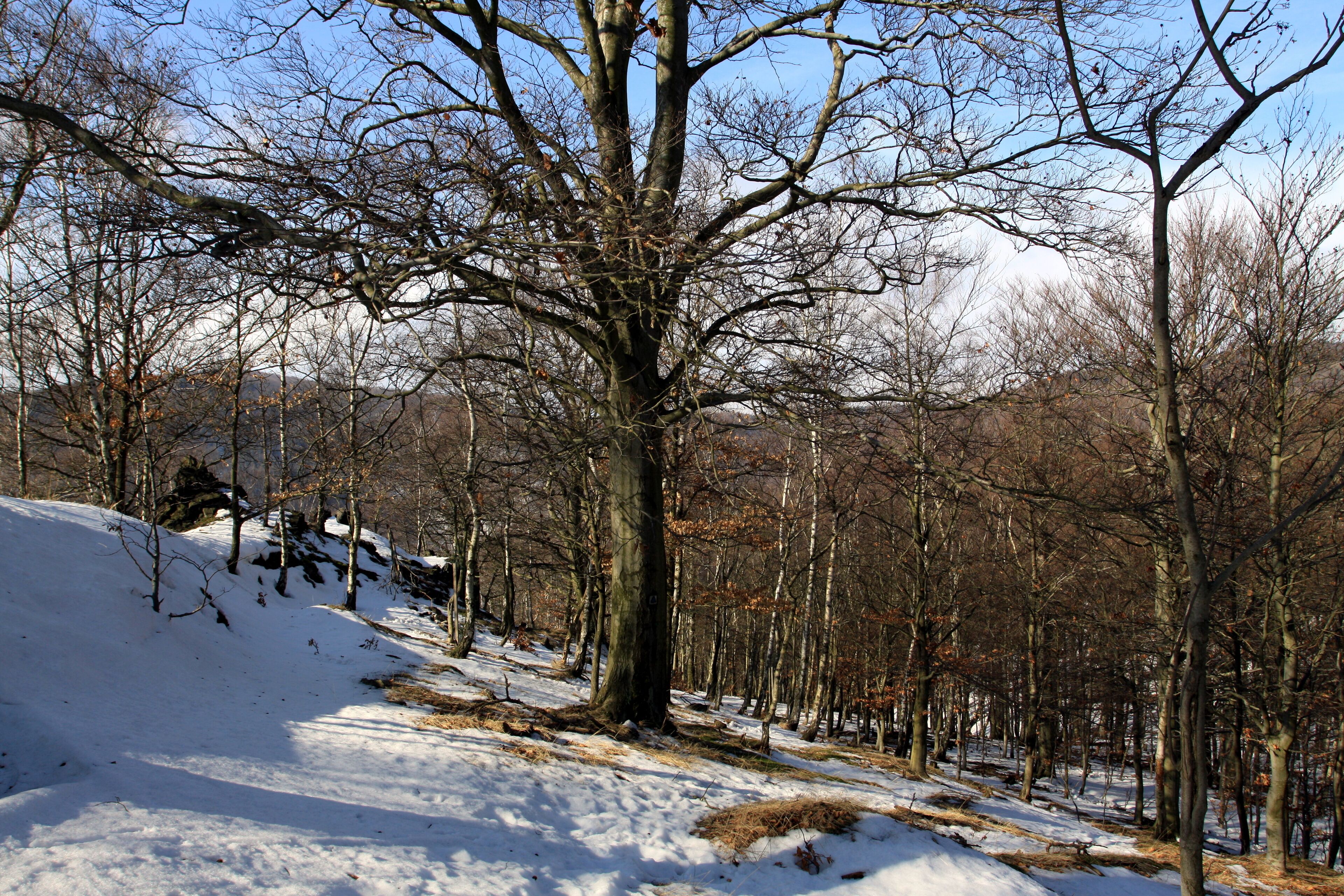 National nature reserve Jezerka near Horní Jiřetín in Most District, Czech Republic