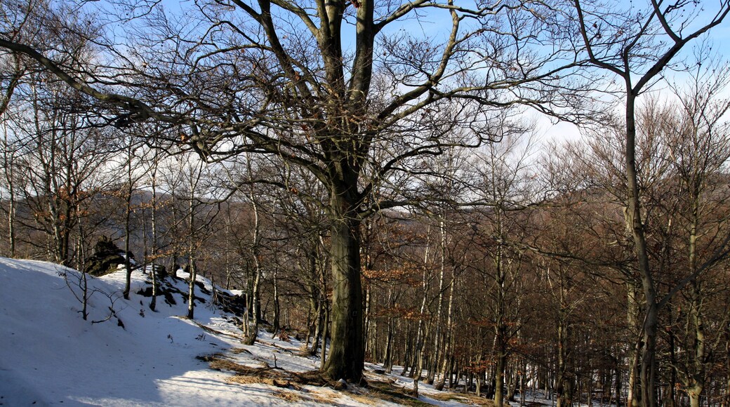 National nature reserve Jezerka near Horní Jiřetín in Most District, Czech Republic
