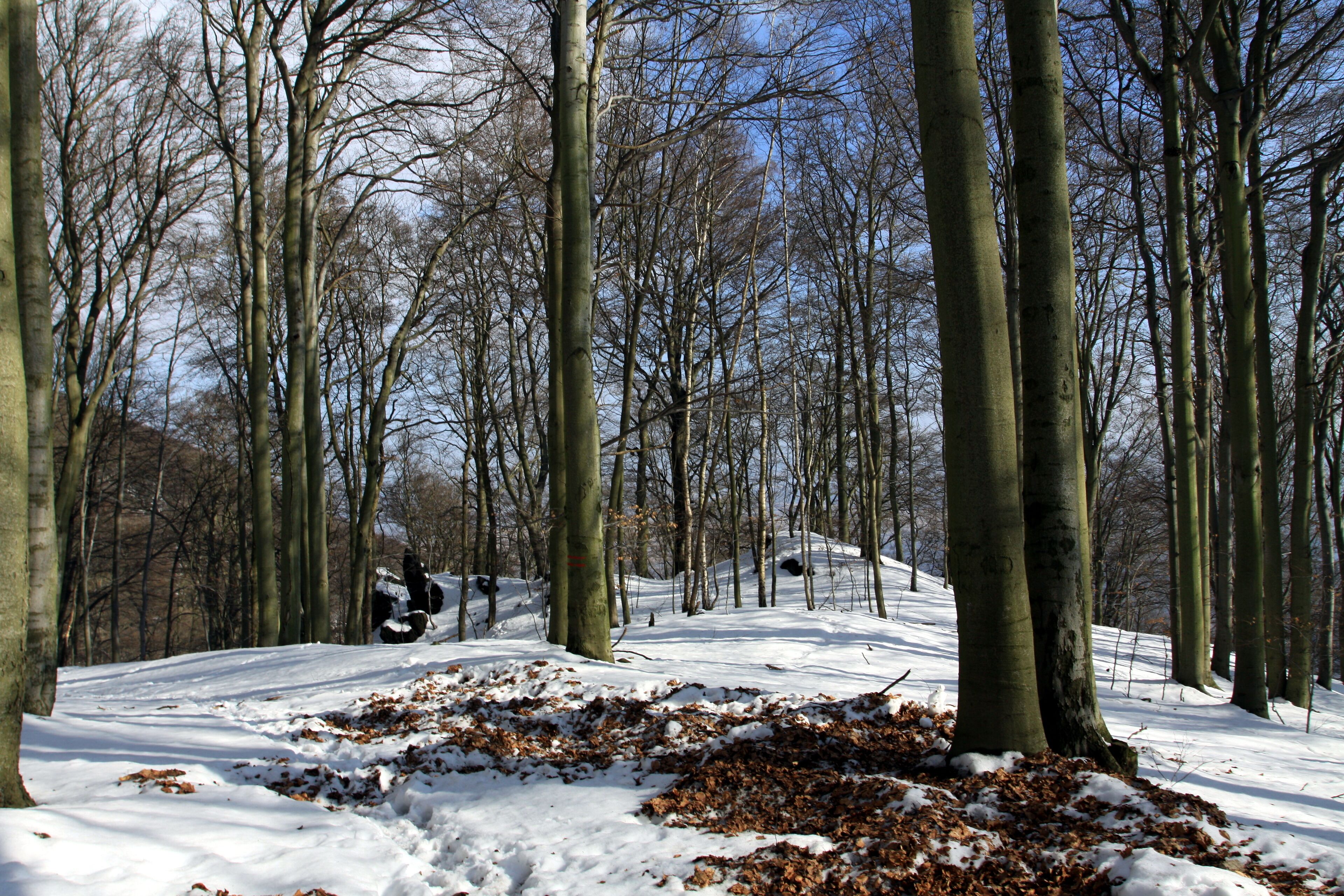 National nature reserve Jezerka near Horní Jiřetín in Most District, Czech Republic