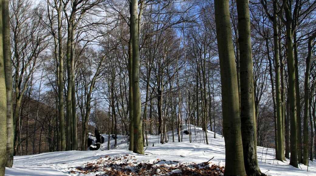 National nature reserve Jezerka near Horní Jiřetín in Most District, Czech Republic