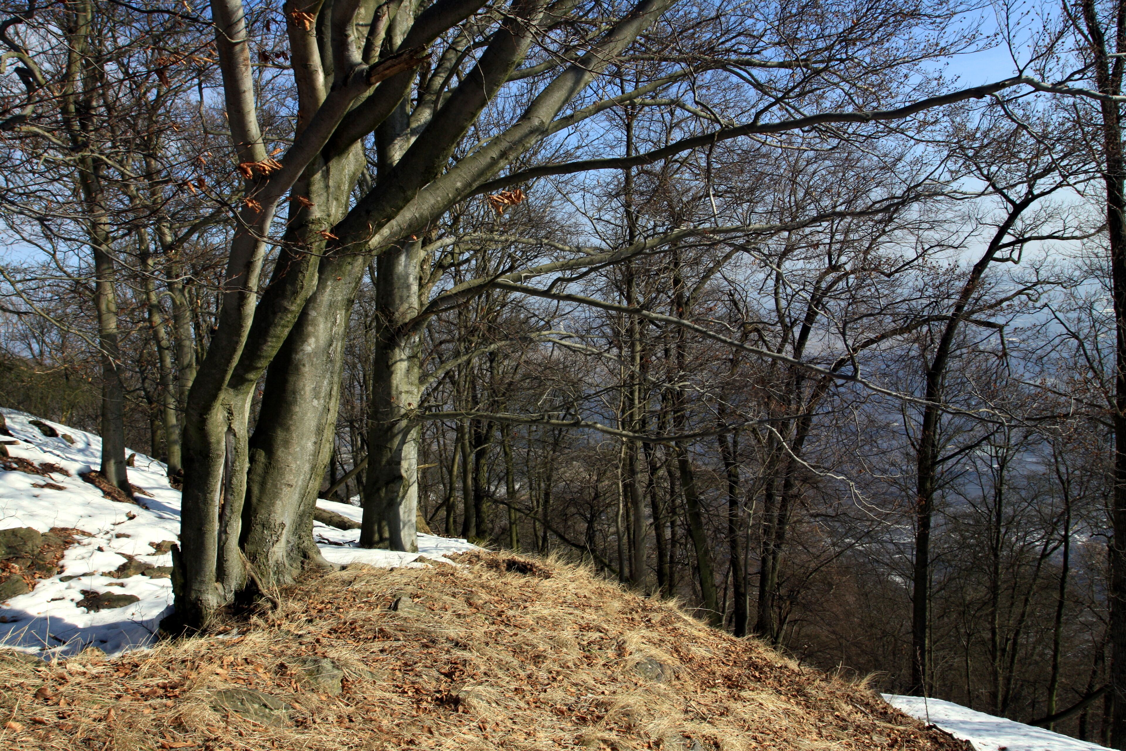 National nature reserve Jezerka near Horní Jiřetín in Most District, Czech Republic