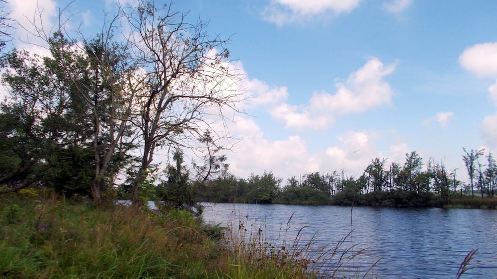 2017-07-27 Cinovec DlouhĂœ rybnĂk