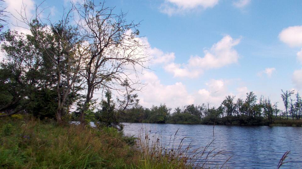 A calm lake surrounded by trees and vegetation.