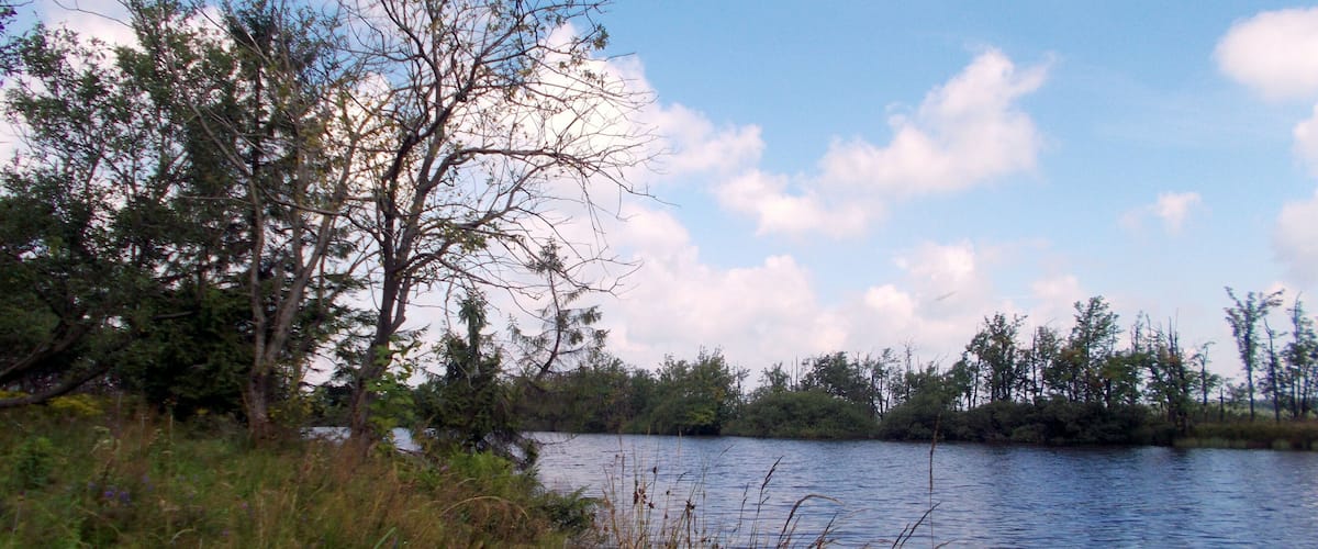 A calm lake surrounded by trees and vegetation.