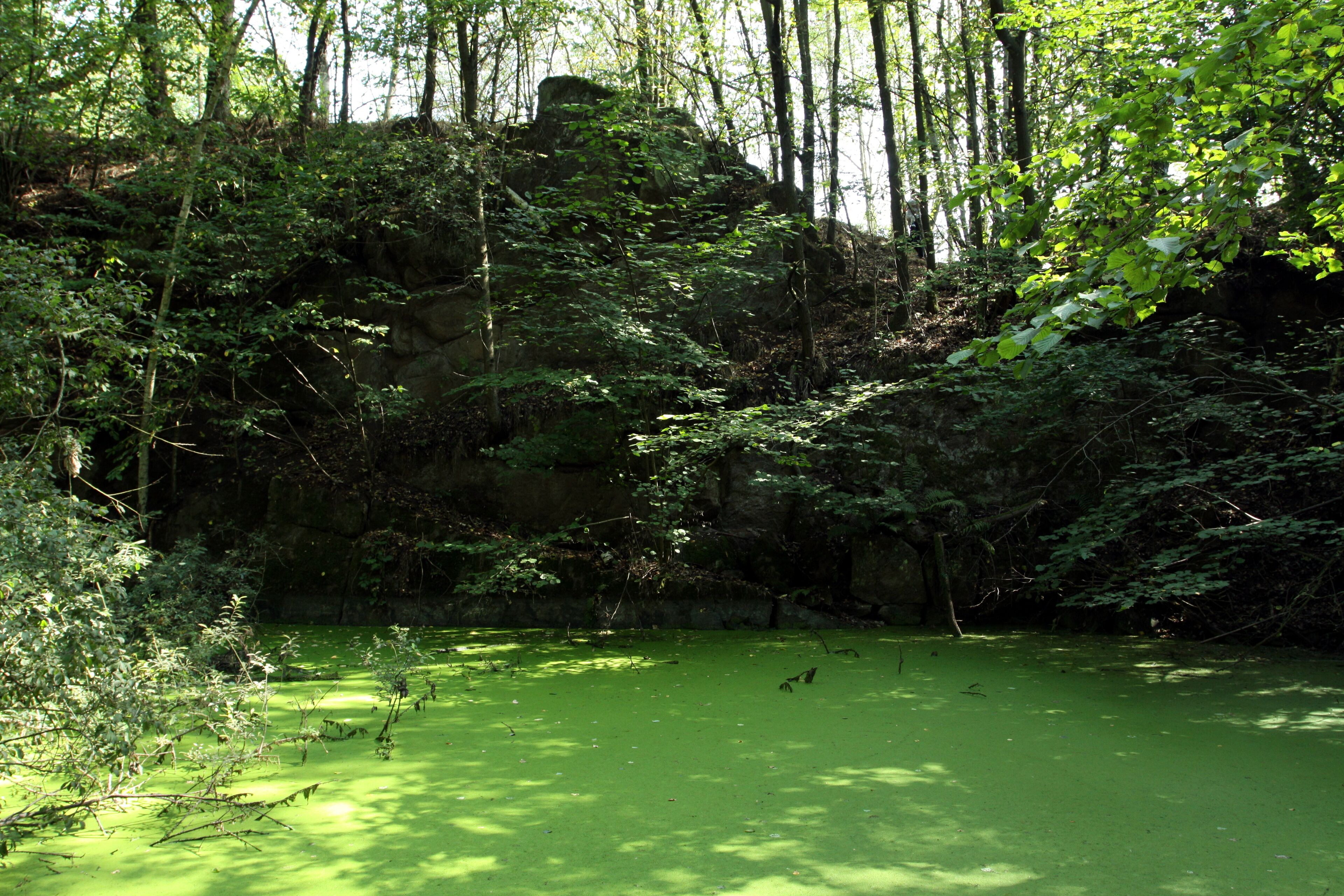 A forest with a pond covered in green algae.