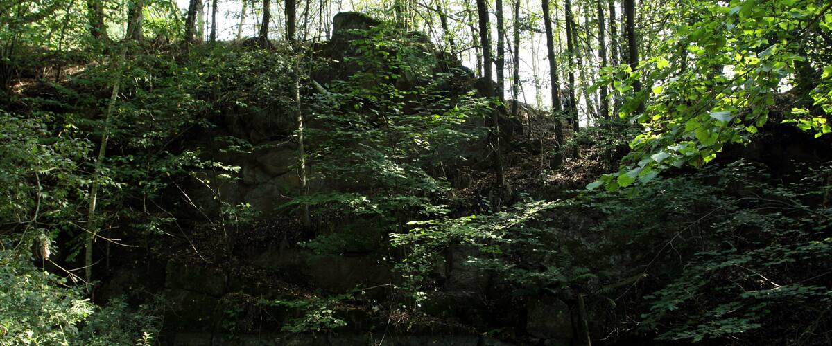A forest with a pond covered in green algae.