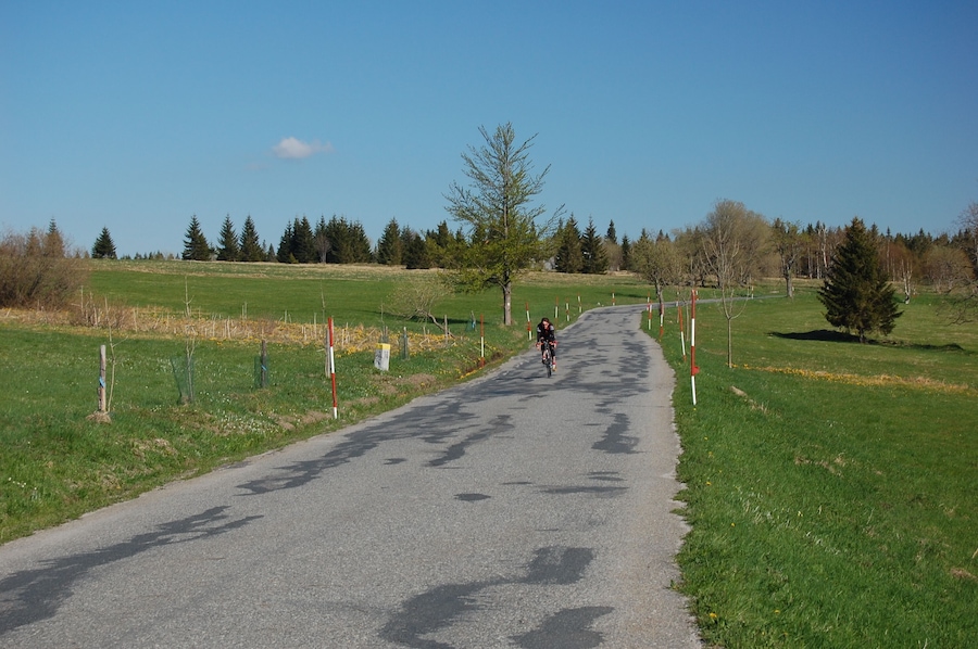 Ein gepflasterter Weg in einem Park, gesäumt von grüner Wiese und Bäumen.