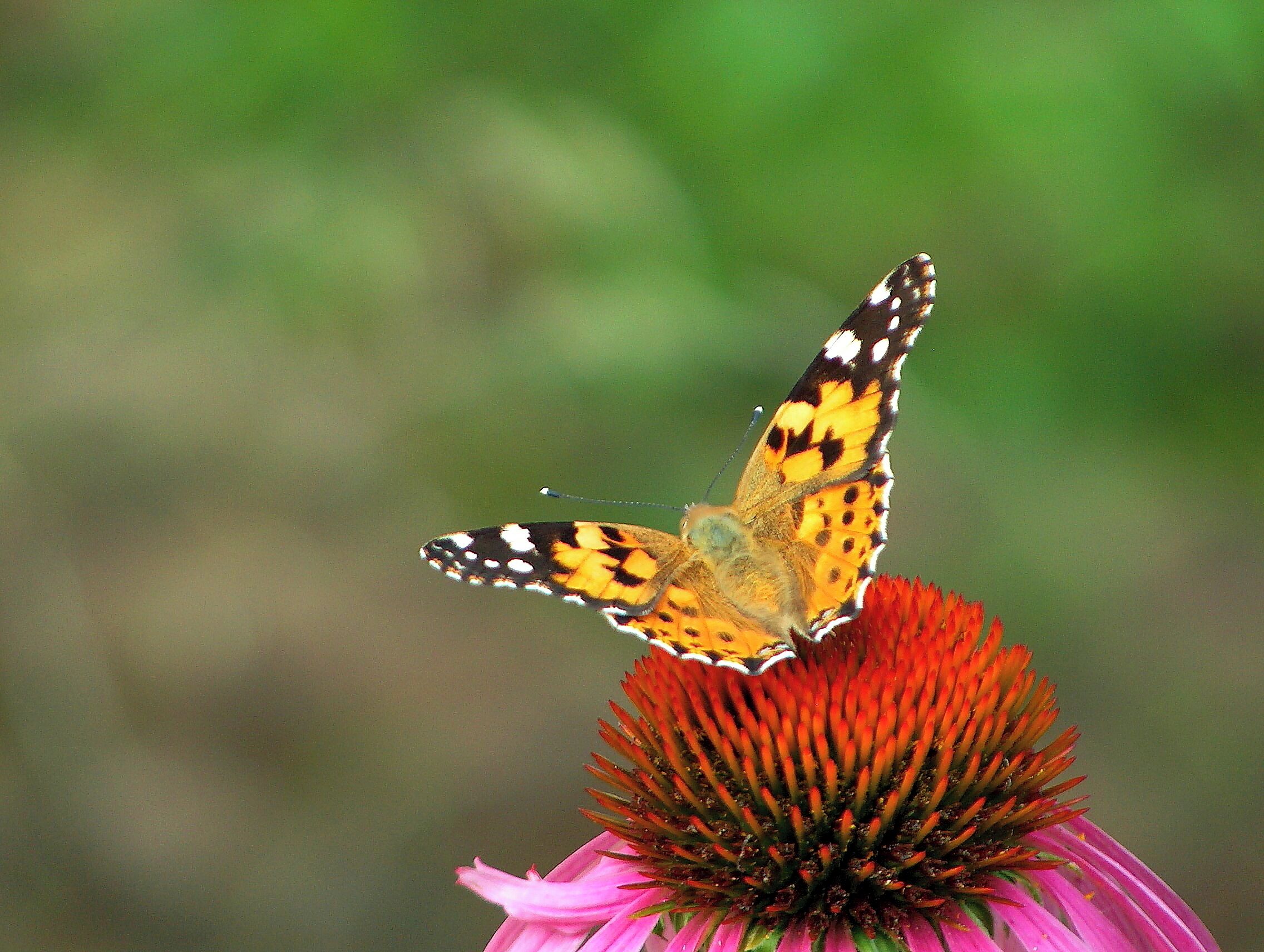 A butterfly on a pink flower.