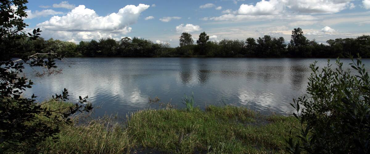 A calm lake surrounded by trees and vegetation.