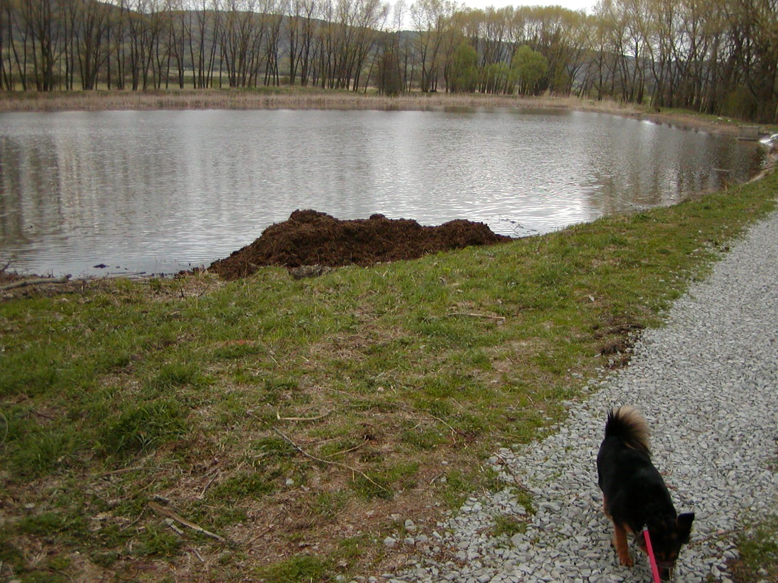 A dog on a leash by a gravel path beside a lake with a mound of earth in the water.