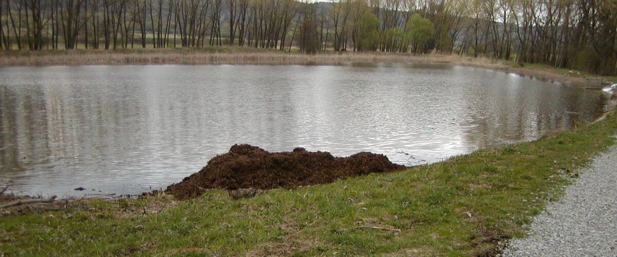 A dog on a leash by a gravel path beside a lake with a mound of earth in the water.