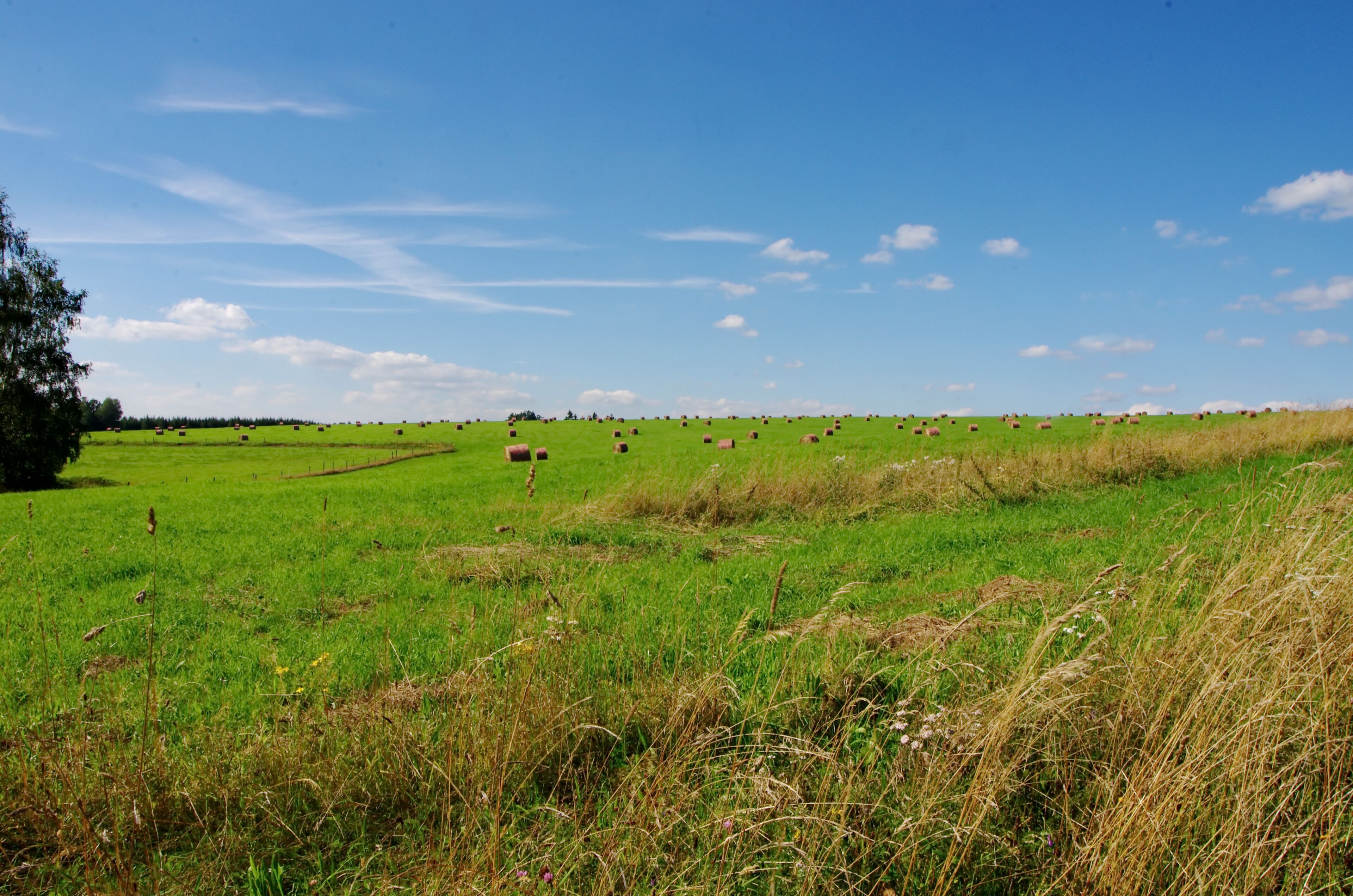 Božetín, místní část obce Nový Kostel, pastviny nad vesnicíce, okres Cheb