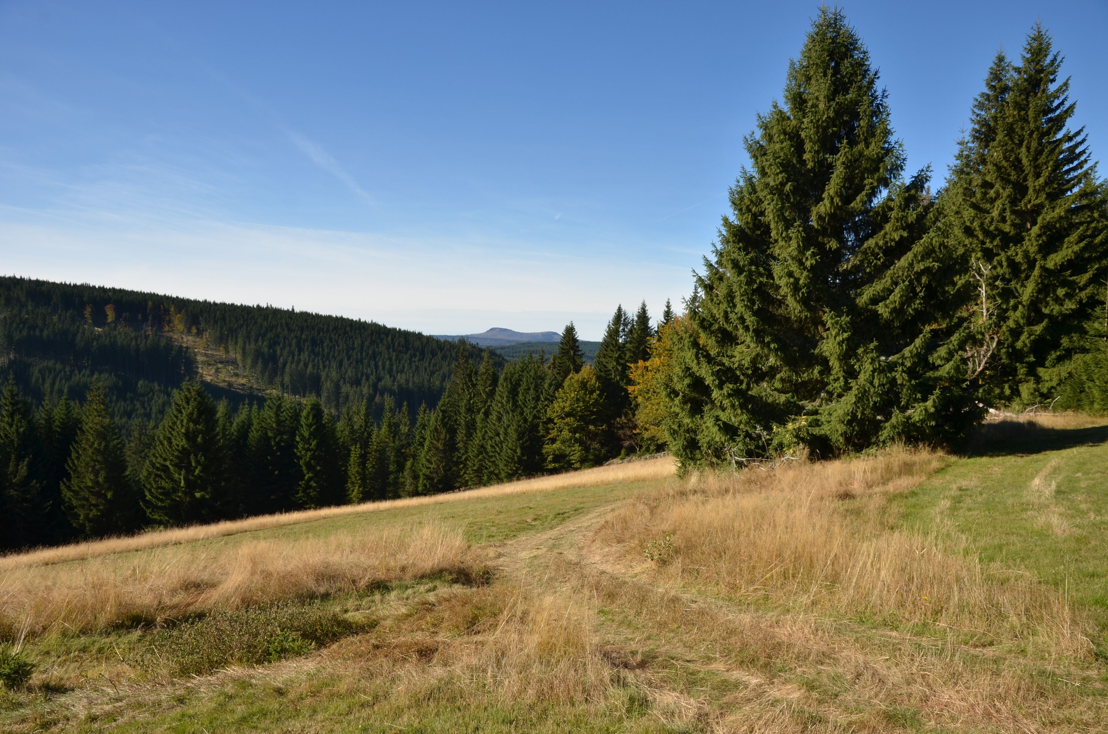 A grassy hillside with a clear sky, a dense forest in the background, and a prominent evergreen tree on the right.