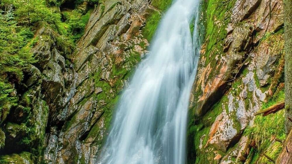 Une cascade au cœur d’une forêt luxuriante, avec des rochers couverts de mousse et une souche d’arbre renversée.