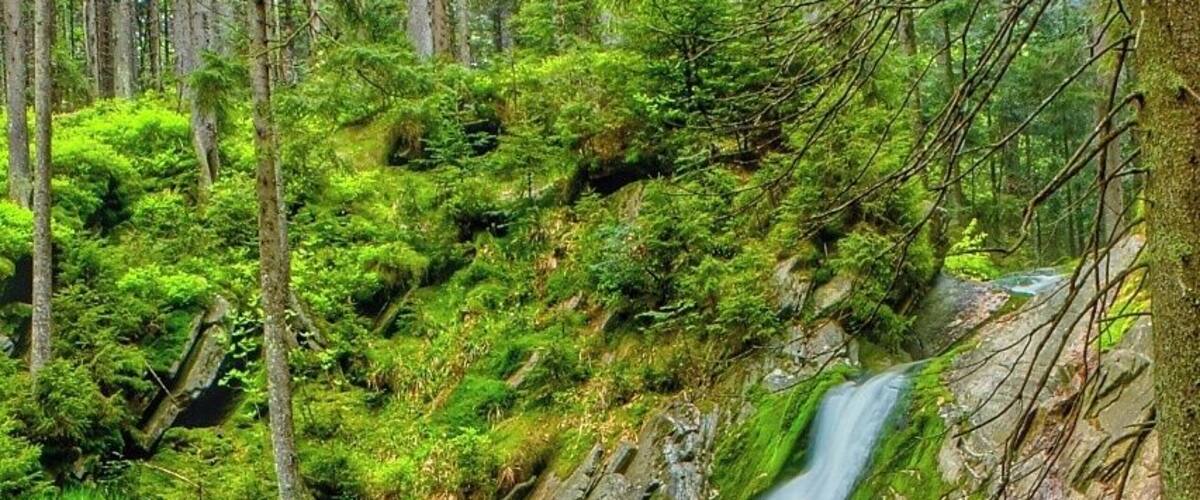 A waterfall in a lush forest with moss-covered rocks and a fallen log.