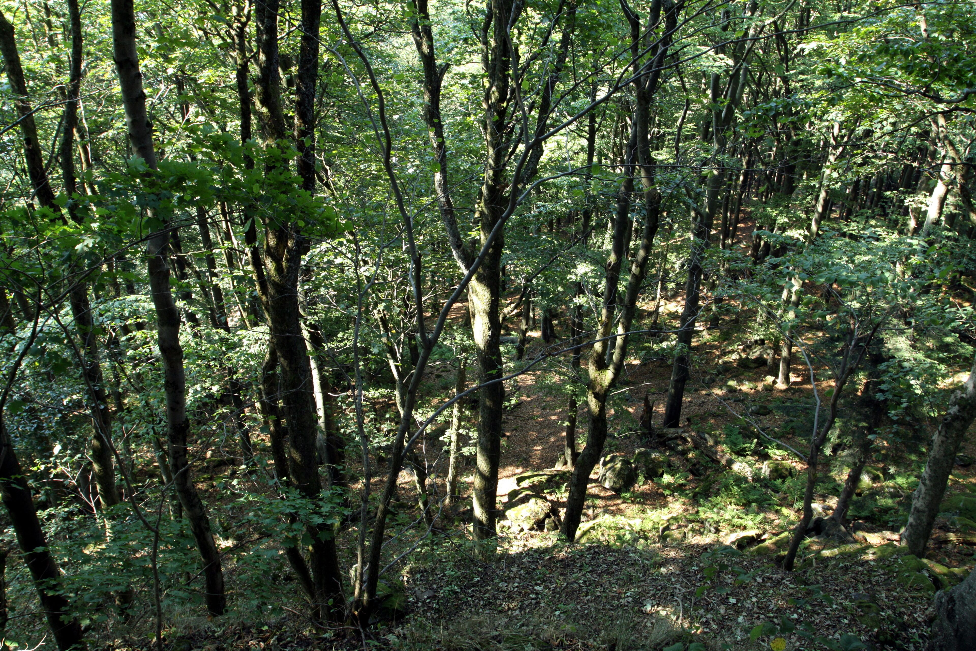 Nature reserve Starý Hirštejn near Mnichov in Domažlice District, Czech Republic