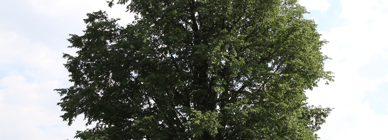 Famous tree Vranovské jilmy in Domažlice District, Czech Republic