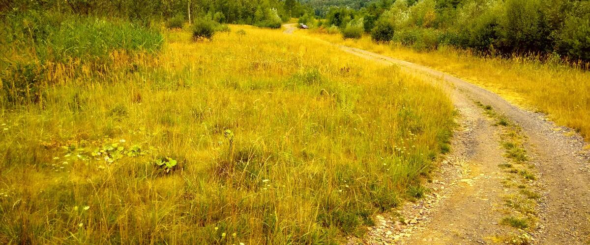 A winding dirt road through a grassy field with trees and mountains in the background.