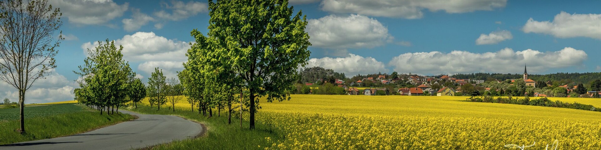 Paisaje rural con un camino serpenteante, un campo de flores amarillas y un pueblo al fondo.