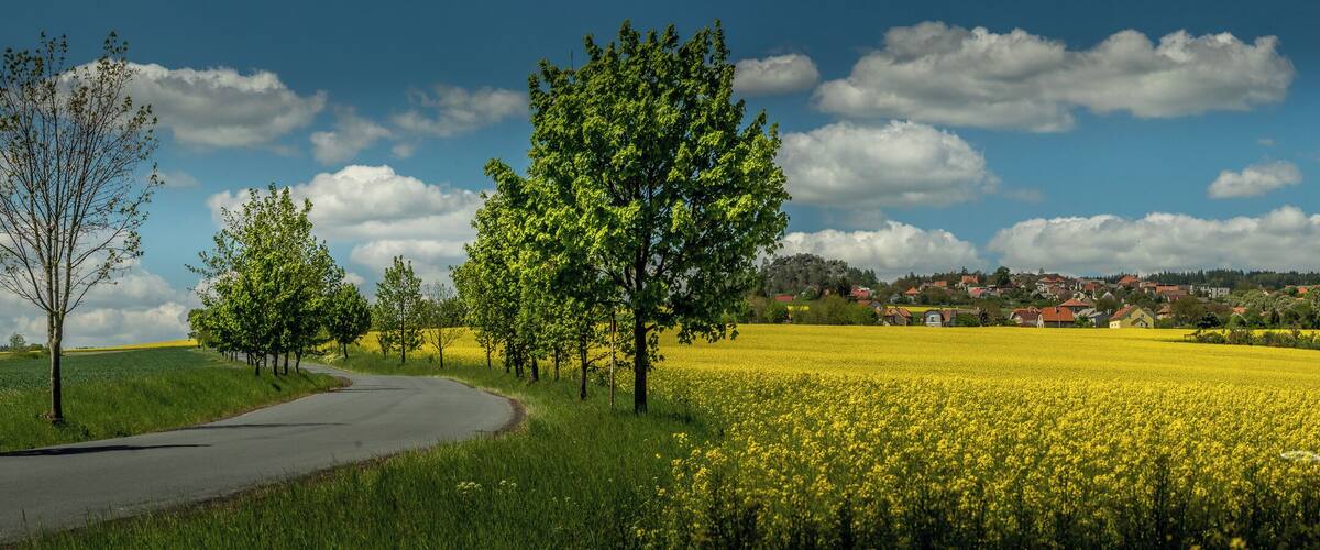 A rural landscape with a winding road, a field of yellow flowers, and a village in the background.
