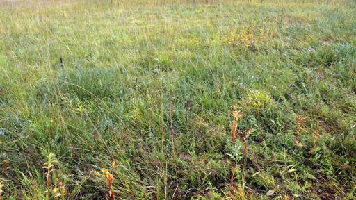 Natural monument Hvožďanská louka near Hvožďany village in Domažlice District, Czech Republic