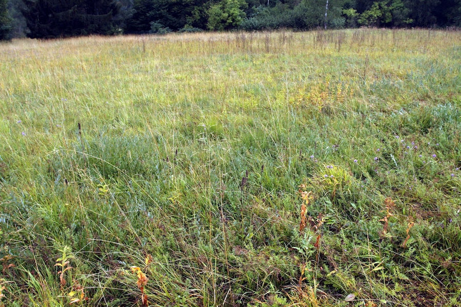 A field of tall grasses and wildflowers with a forest in the background.