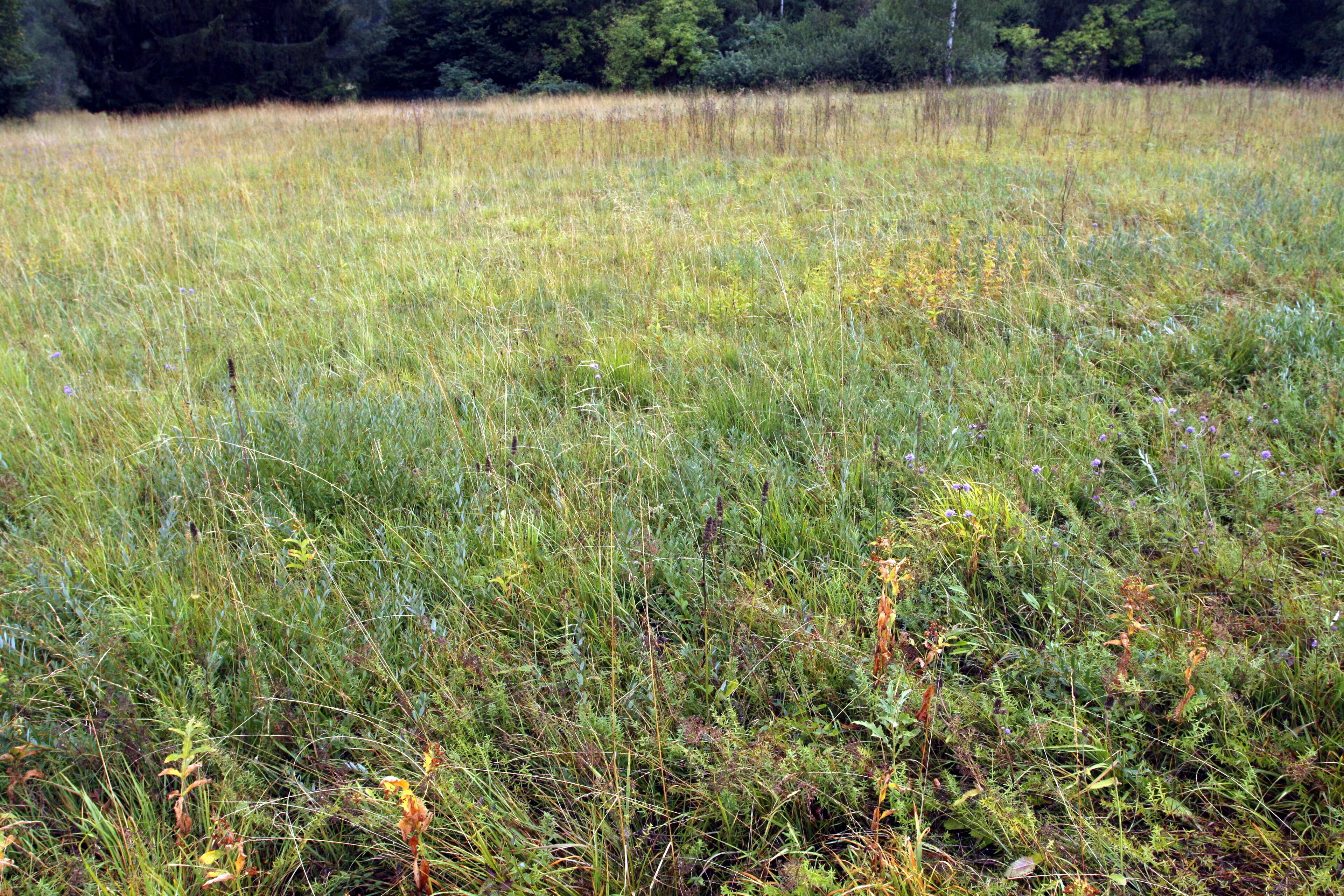 A field of tall grasses and wildflowers with a forest in the background.