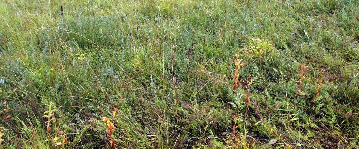 A field of tall grasses and wildflowers with a forest in the background.