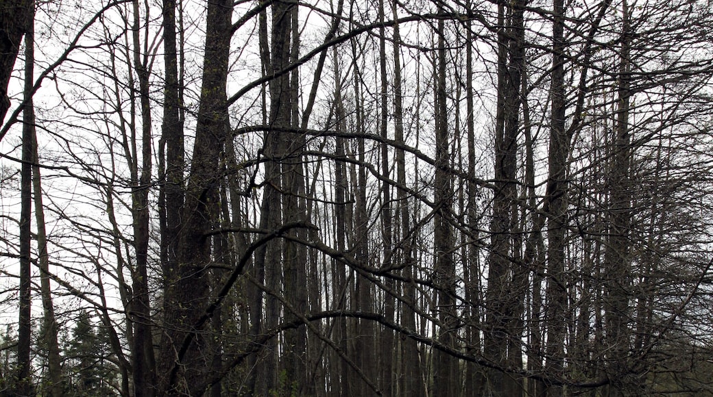 National natural monument Lužní potok in Cheb District, Czech Republic