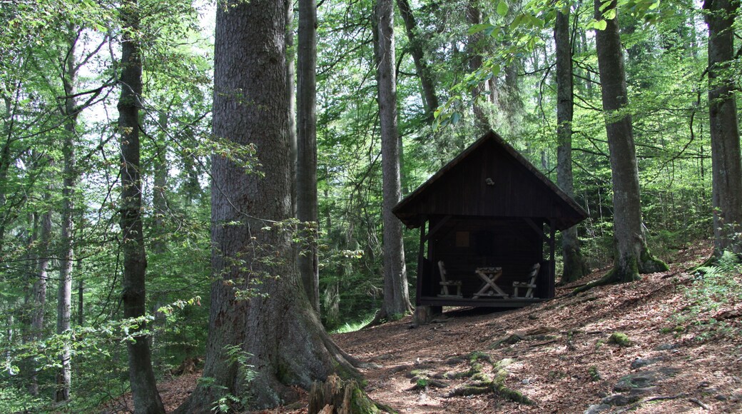 National nature reserve Boubínský prales during NS Boubínský prales trail, Prachatice District, Czech Republic