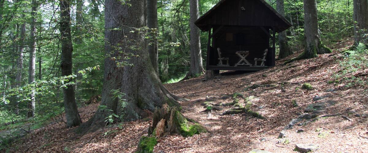 National nature reserve Boubínský prales during NS Boubínský prales trail, Prachatice District, Czech Republic
