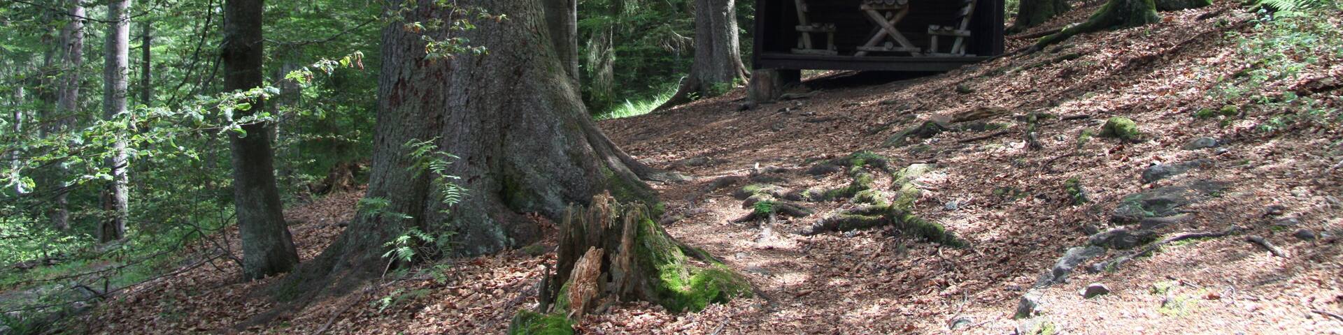 National nature reserve Boubínský prales during NS Boubínský prales trail, Prachatice District, Czech Republic