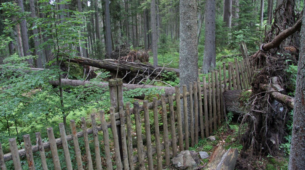 National nature reserve Boubínský prales during NS Boubínský prales trail, Prachatice District, Czech Republic