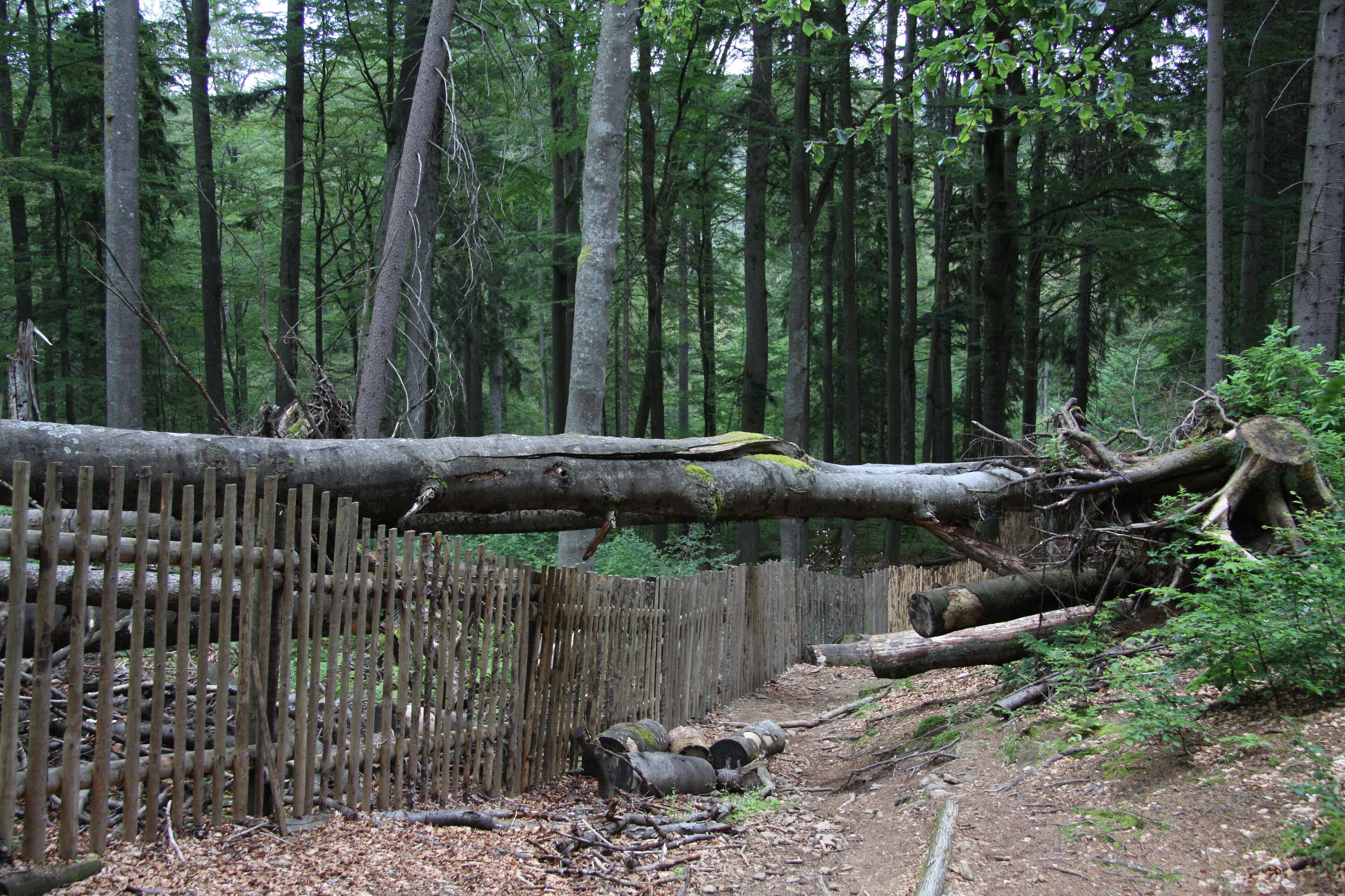 National nature reserve Boubínský prales during NS Boubínský prales trail, Prachatice District, Czech Republic