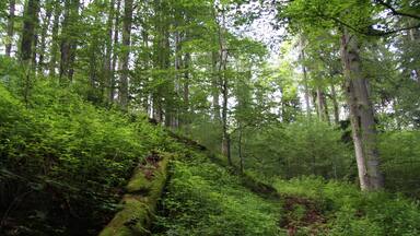 Natural monument Jilmová skála on the flanks of Boubín mountain near Kubova Huť, Prachatice District, Czech Republic