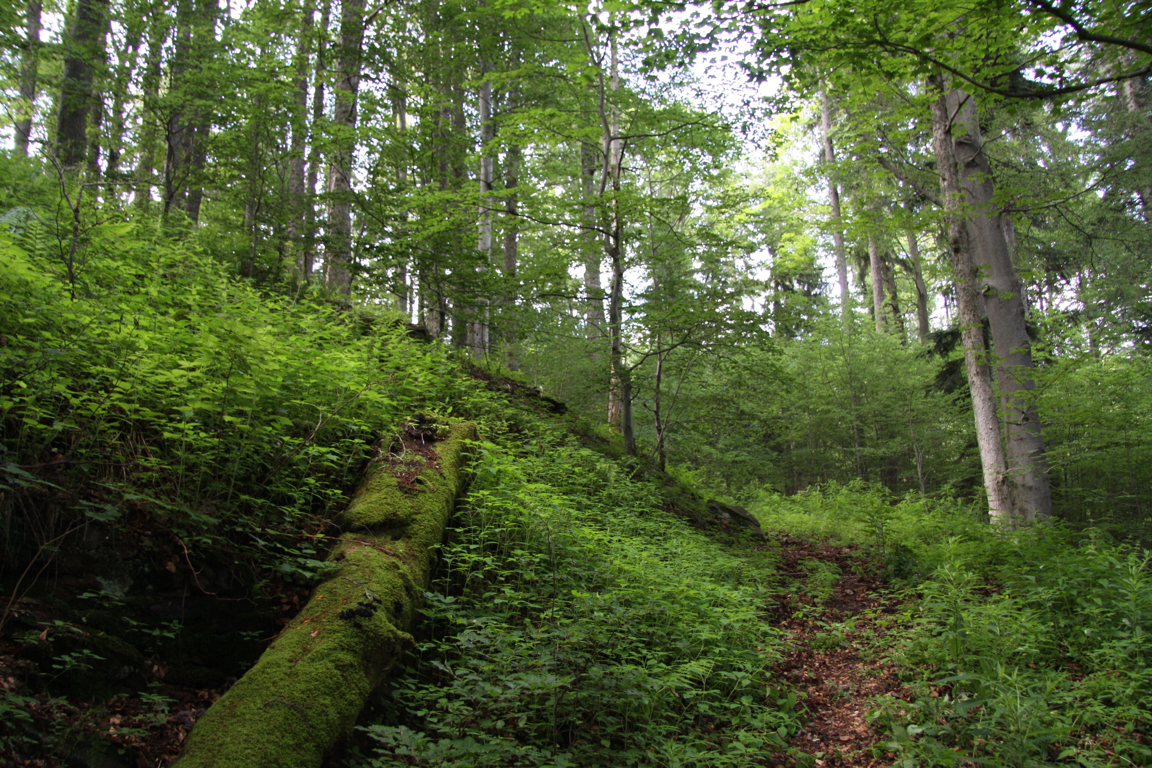 A forest with a moss-covered fallen tree trunk and dense green foliage.