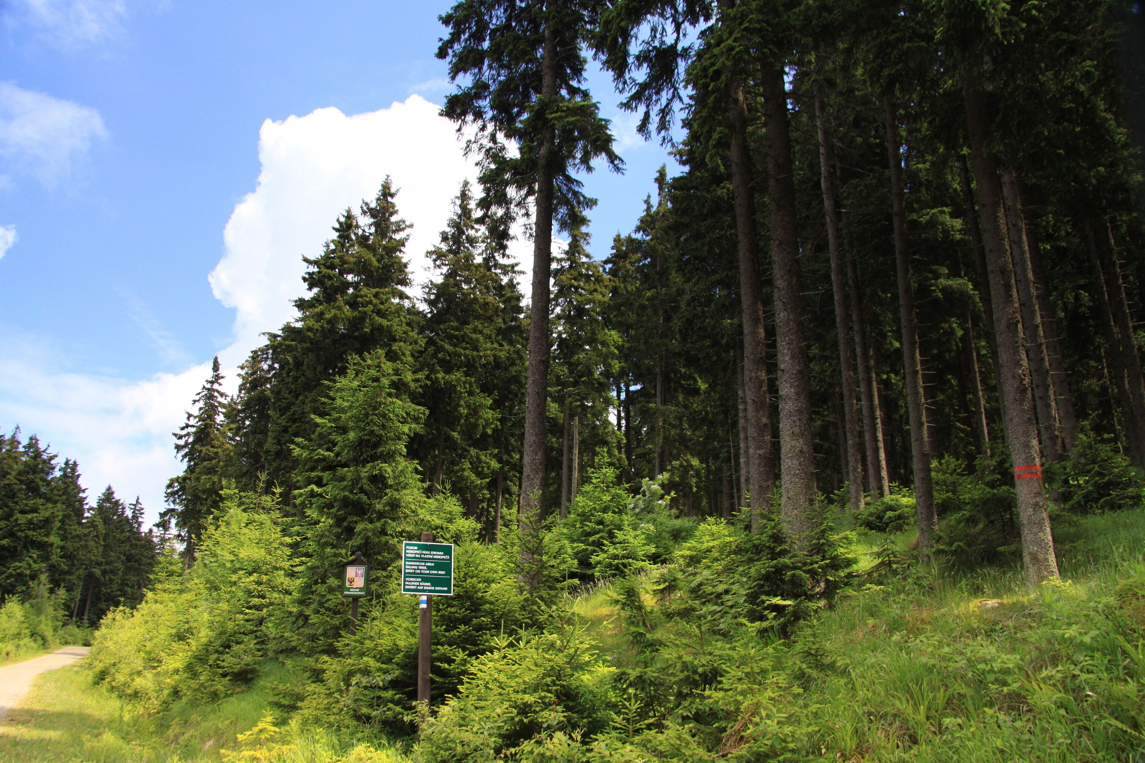 National nature reserve Boubínský prales, Prachatice District, Czech Republic