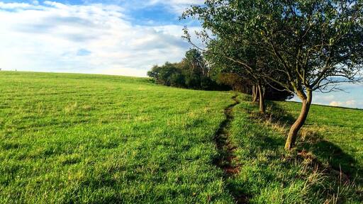 Un campo cubierto de hierba con un árbol y un cielo azul despejado.