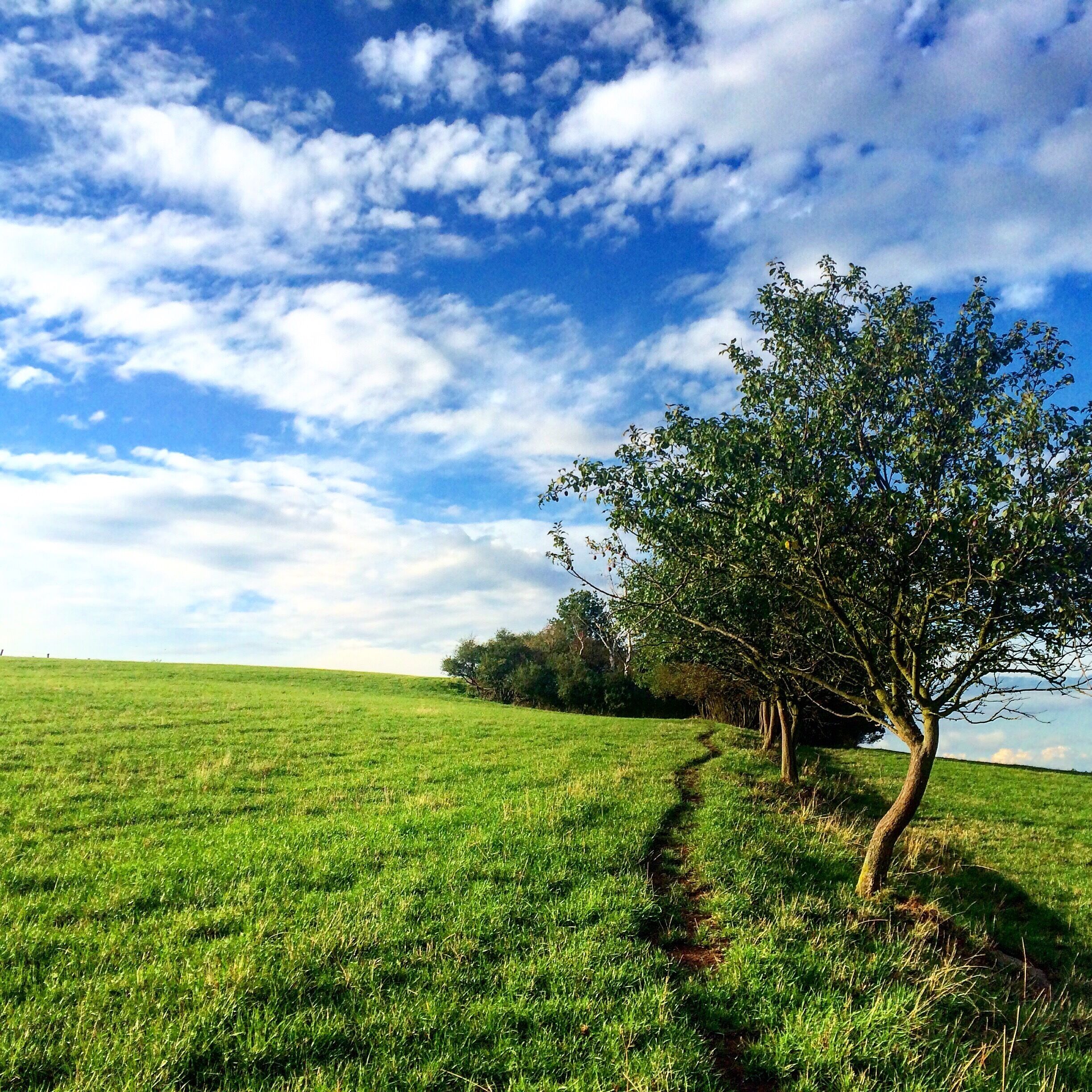 A grassy field with a tree and a clear blue sky.