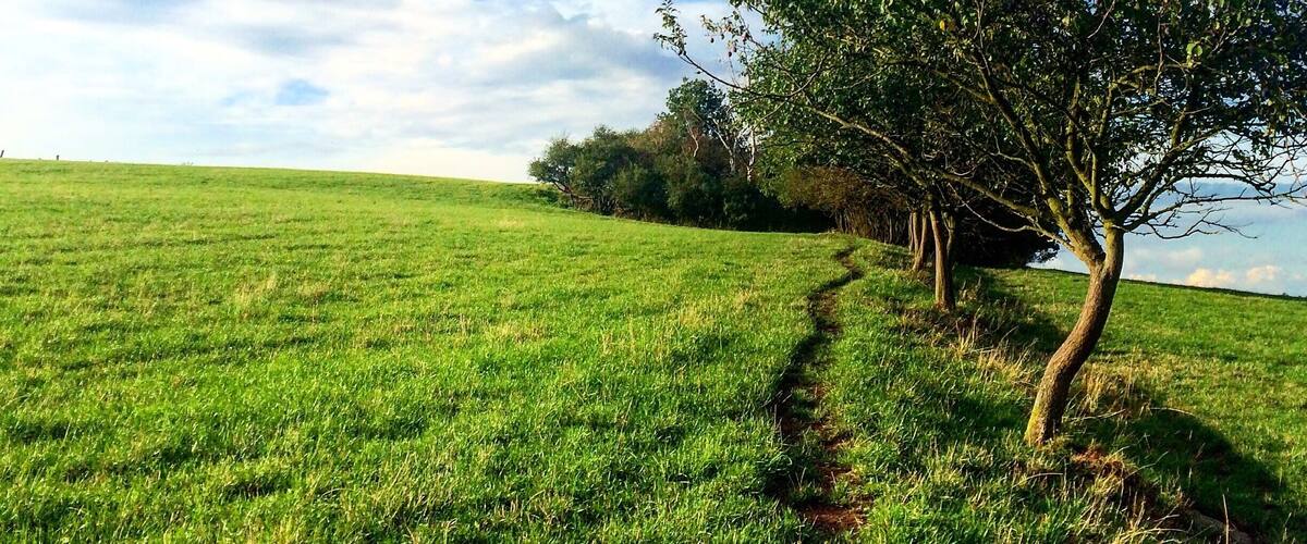 A grassy field with a tree and a clear blue sky.